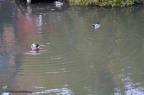 den gamle by 2013 07269 DSC04568