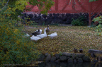 den gamle by 2013 07272 DSC04572