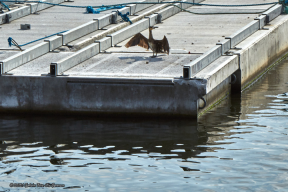 havnen 17 september 2017 08082 IMG 1275