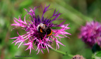 kirke hyllinge blomster, bier og sommerfugle 14123 15
