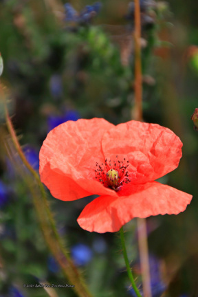 kirke hyllinge blomster, bier og sommerfugle 14126 18blomst