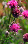 kirke hyllinge blomster, bier og sommerfugle 14130 22