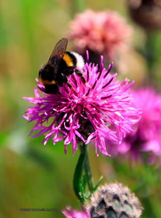 kirke hyllinge blomster, bier og sommerfugle 14134 26