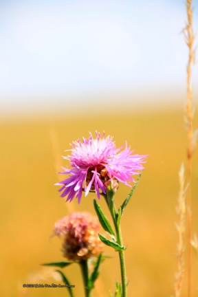 kirke hyllinge blomster, bier og sommerfugle 14137 29blomst