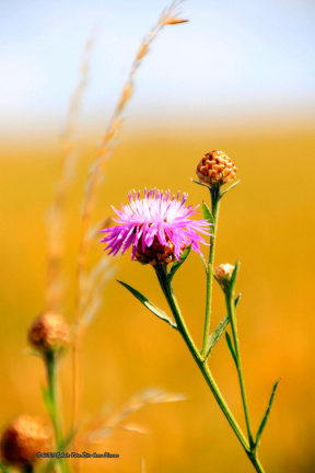 kirke hyllinge blomster, bier og sommerfugle 14138 30blomst