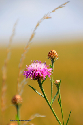 kirke hyllinge blomster, bier og sommerfugle 14139 31blomst