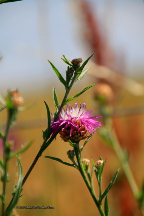 kirke hyllinge blomster, bier og sommerfugle 14140 32blomst
