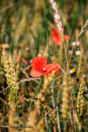 kirke hyllinge blomster, bier og sommerfugle 14141 33blomst
