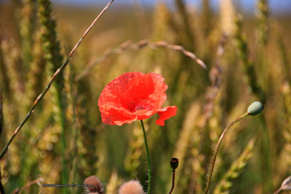 kirke hyllinge blomster, bier og sommerfugle 14142 34blomst
