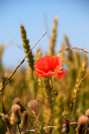 kirke hyllinge blomster, bier og sommerfugle 14143 35blomst