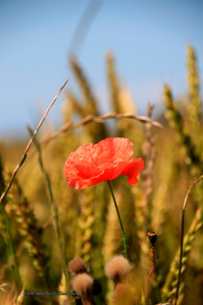 kirke hyllinge blomster, bier og sommerfugle 14144 36blomst