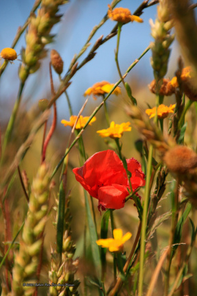 kirke hyllinge blomster, bier og sommerfugle 14145 37blomst