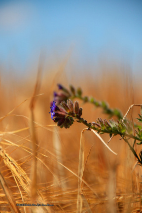 kirke hyllinge blomster, bier og sommerfugle 14146 38blomst