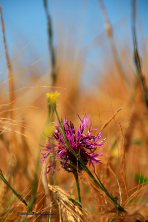 kirke hyllinge blomster, bier og sommerfugle 14147 39blomst