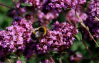 kirke hyllinge blomster, bier og sommerfugle 14149 41