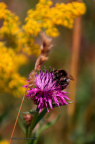kirke hyllinge blomster, bier og sommerfugle 14153 45