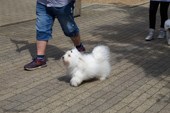 noahs tivoli friheden hundens dag 2017 24844 IMG 0656