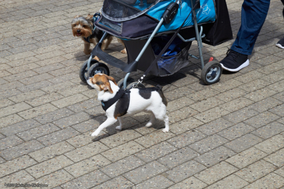 noahs tivoli friheden hundens dag 2017 24846 IMG 0658