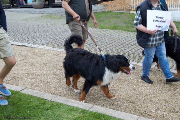 noahs tivoli friheden hundens dag 2017 24849 IMG 0662