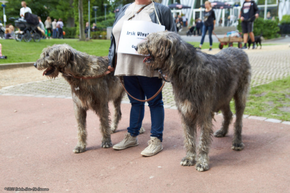 noahs tivoli friheden hundens dag 2017 24856 IMG 0669
