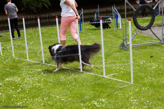 noahs tivoli friheden hundens dag 2017 24860 IMG 0689