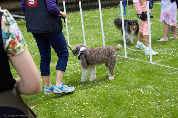 noahs tivoli friheden hundens dag 2017 24861 IMG 0690