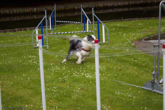 noahs tivoli friheden hundens dag 2017 24864 IMG 0693