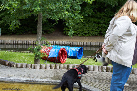 noahs tivoli friheden hundens dag 2017 24866 IMG 0696