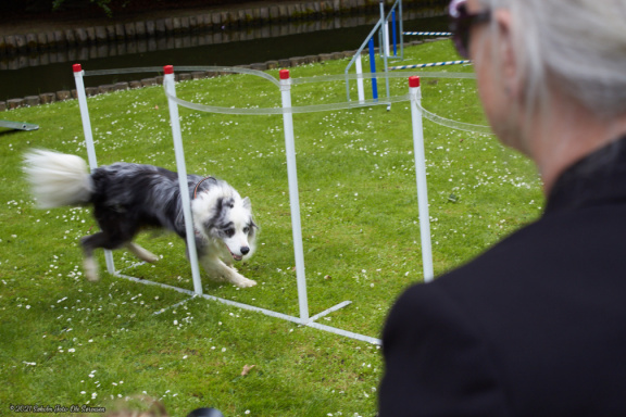 noahs tivoli friheden hundens dag 2017 24867 IMG 0697