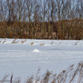 vinter egå engsø frosset til 2010 25311 egå engsø frosset til 2010-02-21 0001 (15)