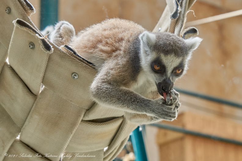 Odense zoo 13 juni 2021_00524_DSC01082.jpg