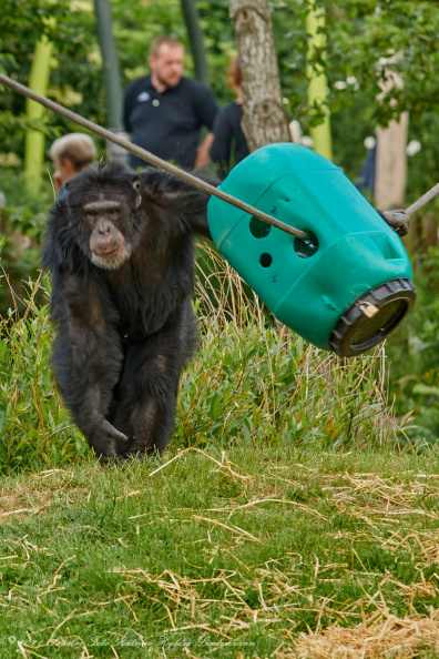 Odense zoo 13 juni 2021_00535_DSC04650.jpg