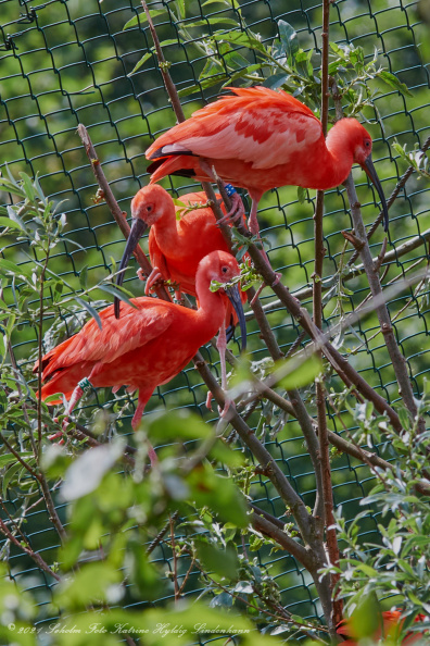 Odense zoo 13 juni 2021_00543_DSC04664.jpg