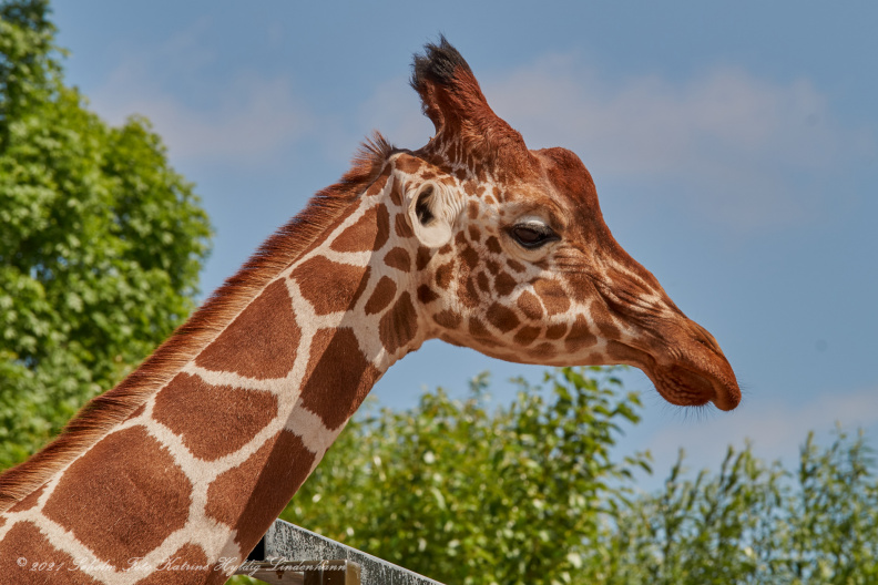 Odense zoo 13 juni 2021_00581_DSC04743.jpg