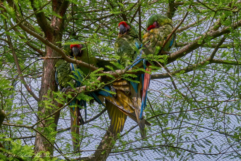 Odense zoo 13 juni 2021_00493_DSC01015.jpg