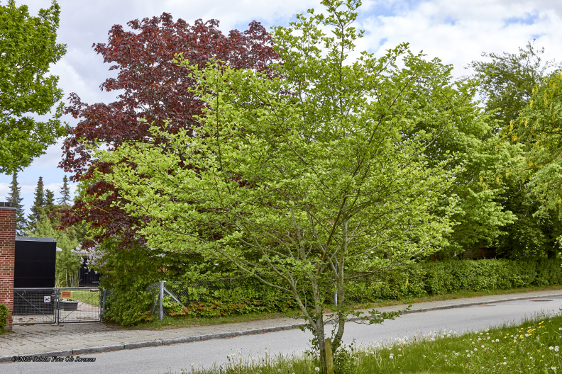 8096_Træer og diverse i Vejlby 8240_MG_1176.jpg