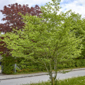 8096 Træer og diverse i Vejlby 8240 MG 1176