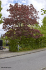 8098 Træer og diverse i Vejlby 8240 MG 1179