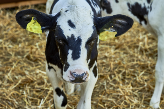 20788 Arla MG 9016
